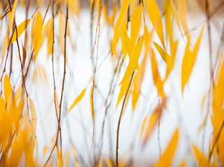 Yellow leaves of the weeping willow © rootstocks