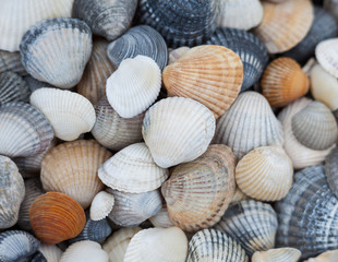 Seashells. Mollusk shells.