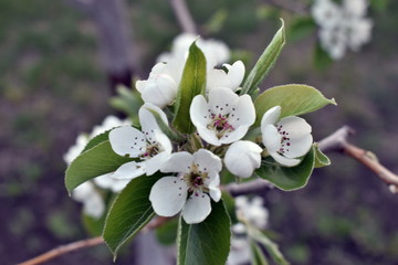 Spring flowering of fruit trees in the garden