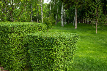 Landscaping in the park.  Beautifully trimmed boxwood bushes in the park - obrazy, fototapety, plakaty