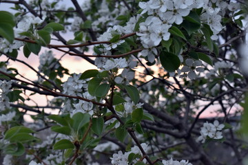 Spring flowering of fruit trees in the garden