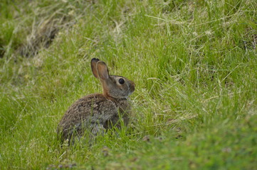Rabbits feeding on some green grass