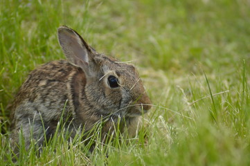 Rabbits feeding on some green grass