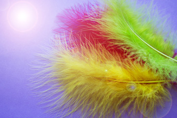 Background for carnival posters. Colorful festive background. Colorful feathers on a purple...