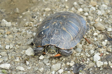 Painted turtle sunbathing in the sun