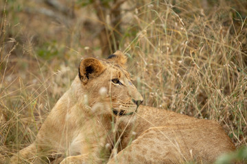 A beautiful pride of lions photographed in southern africa doing their business.