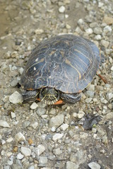 Painted turtle sunbathing in the sun