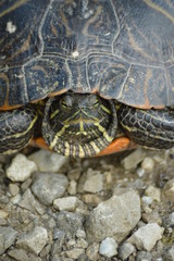 Painted turtle sunbathing in the sun