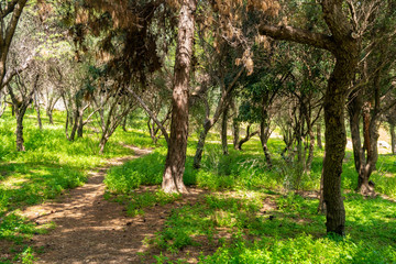 foliage and colorful greenery in a park at the Acropolis in Athens, Greece