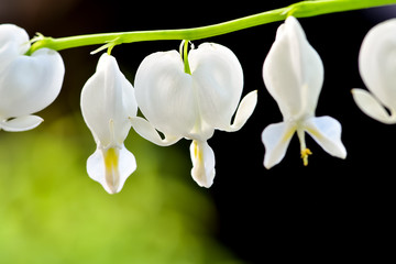 Lamprocapnos spectabilis, bleeding heart or Asian bleeding-heart is a species of flowering plant in...