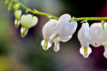 Lamprocapnos spectabilis, bleeding heart or Asian bleeding-heart is a species of flowering plant in the poppy family, native to Siberia, northern China, Korea and Japan.