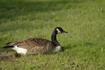 Canada goose resting on the cool green grass