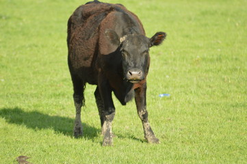 Cow grazing in the green pasture