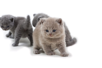 Purple British kitten and two brothers standing on a white background, looking away.
