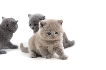 Purple British kitten and two brothers stand on a white background, looking down.