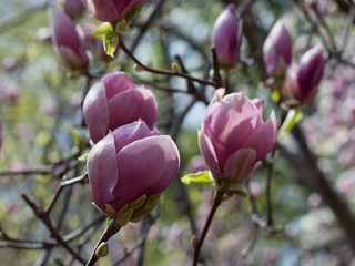 Bright pink beautiful magnolia in spring 