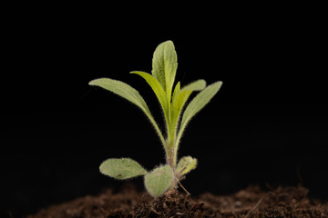 A small green plant on the black soil. Green leaves of a young colorful flower.