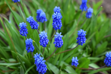 Blue muscari flowers or mouse hyacinth on the flower bed in the garden in spring