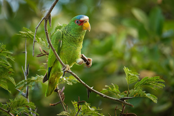 White-fronted Amazon or White-fronted Parrot - Amazona albifrons or Spectacled Amazon Parrot, is a Central American species of parrot
