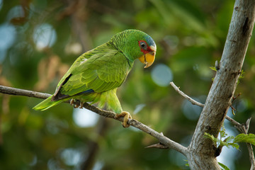 White-fronted Amazon or White-fronted Parrot - Amazona albifrons or Spectacled Amazon Parrot, is a Central American species of parrot