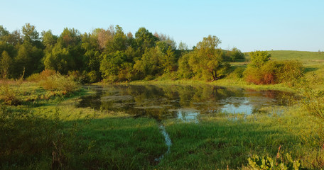 Fototapeta premium Green overgrown pond. Summer in the park.