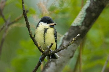 Mésange Charbonnière