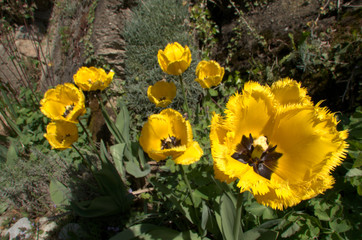 Yellow fringed tulip flowering in Swiss cottage garden, alpine village of Berschis