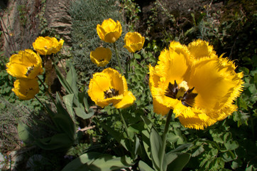 Yellow fringed tulip flowering in Swiss cottage garden, alpine village of Berschis