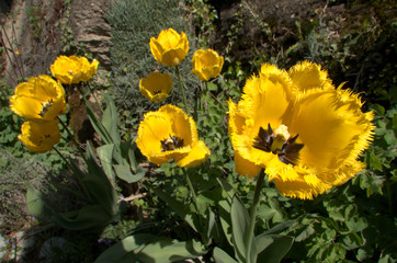 flowering in Swiss cottage garden, alpine village of Berschis