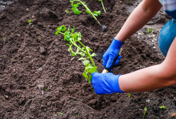 planting young tomato plants in the ground. the farmer's hands in signet hold the plant.