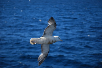 seagull
