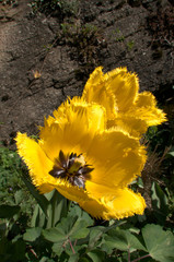 Yellow fringed tulip flowering in Swiss cottage garden, alpine village of Berschis