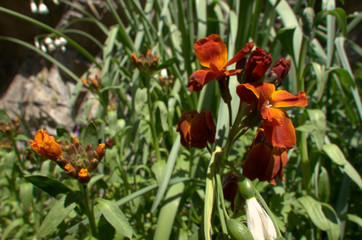 Erysimum sp.; Red wallflower flowering in Swiss cottage garden, alpine village of Berschis