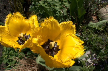 Yellow fringed tulip flowering in Swiss cottage garden, alpine village of Berschis