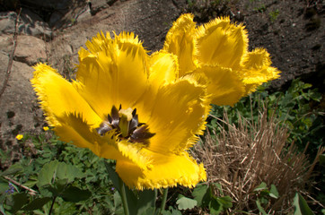 Yellow fringed tulip flowering in Swiss cottage garden, alpine village of Berschis