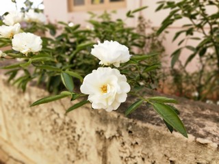 bouquet of white flowers
