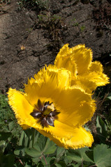 Yellow fringed tulip flowering in Swiss cottage garden, alpine village of Berschis