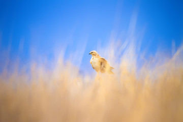 Bird of prey. Natural background. 