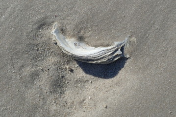 Teils mit Sand bedeckte Austernschale am Strand von Norddorf auf Amrum (Schleswig-Holstein)