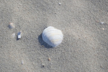 Herzmuschel am Strand von Norddorf auf Amrum