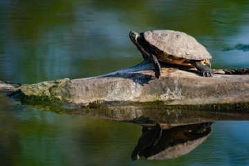 Obraz premium Terrapin Basking on Log