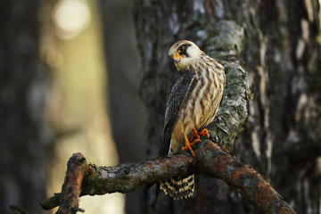 Portrait of female Red-footed falcon (Falco vespertinus)