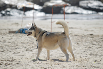 Happy husky dog at the Gordon beach. Tel Aviv, Israel.