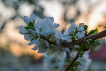 Blooming branches of the apple tree on the background of the sunset sky soft focus.