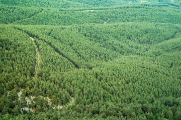 Fototapeta na wymiar Green forest aerial view. Green clean fir-tree forest from above
