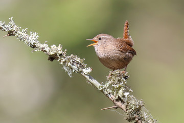 Eurasian Wren is migratory bird