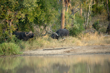 Naklejka na ściany i meble Cape buffalo breeding herds and their associated dagga boys or dominant males. 
