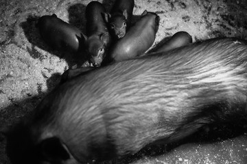 Black piglets in a farm pen. Black and white photo.