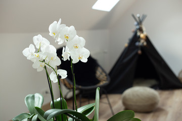 White orchid in design interior closeup © Iryna