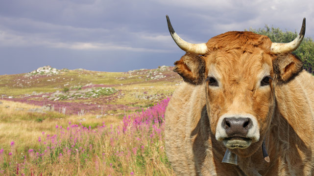 French French Aubrac cow, with bell and wild landscape in background. Auvergne, France